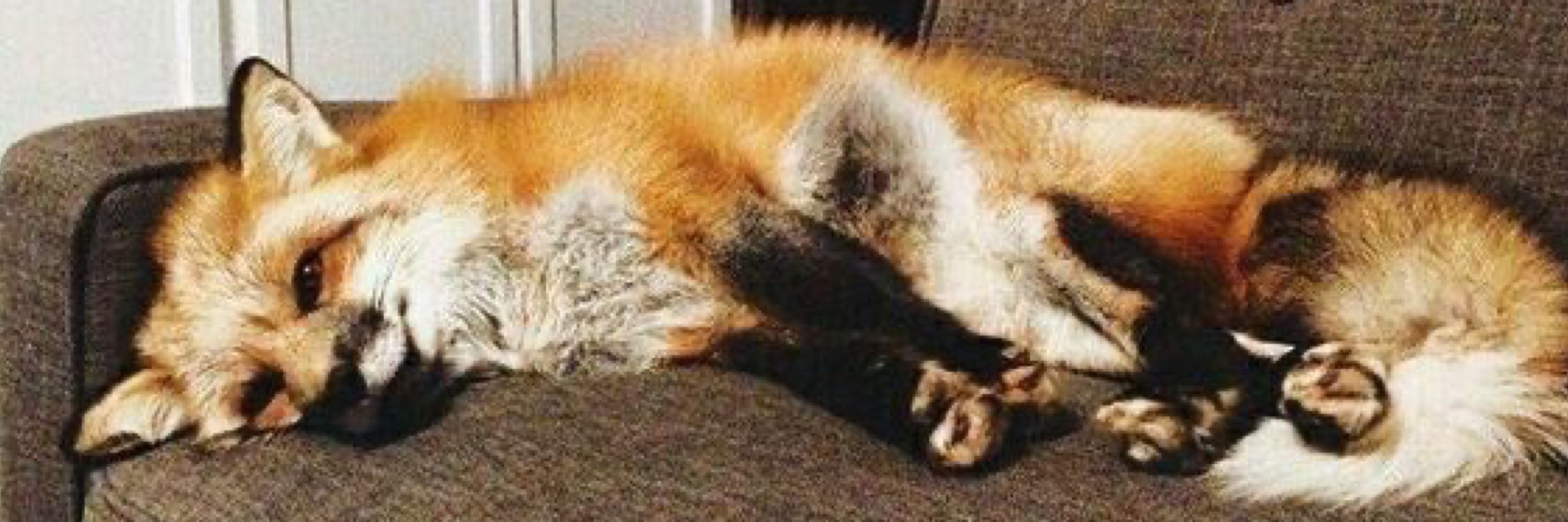 Artemis Foxi