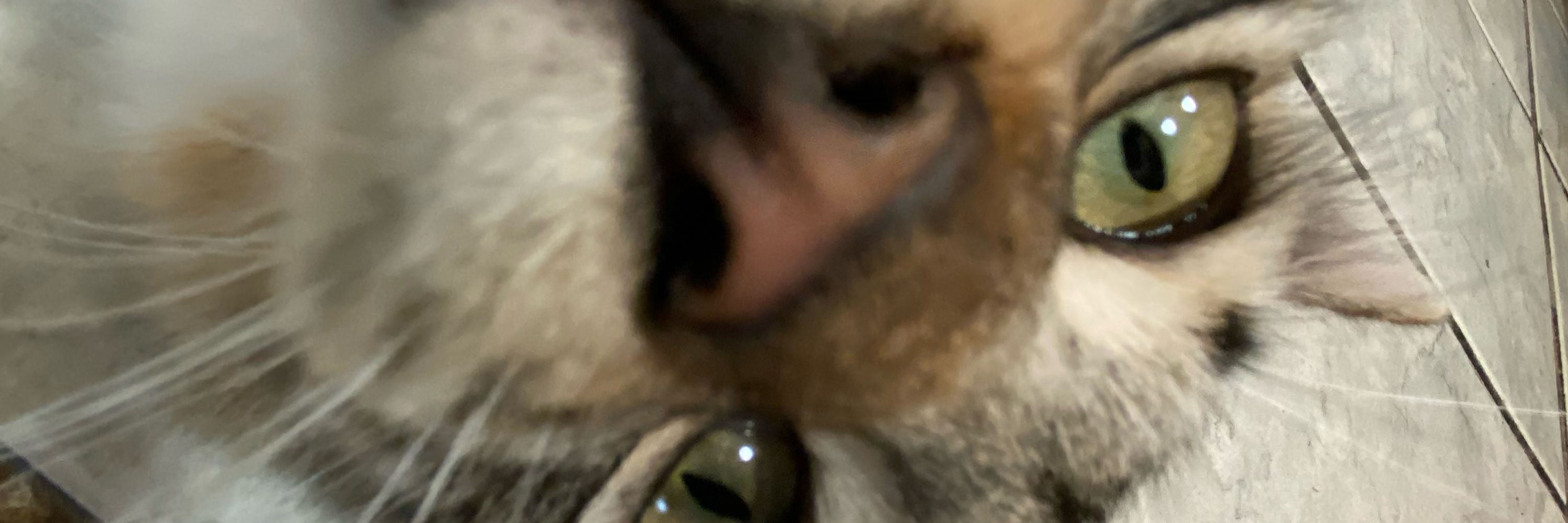 Jão