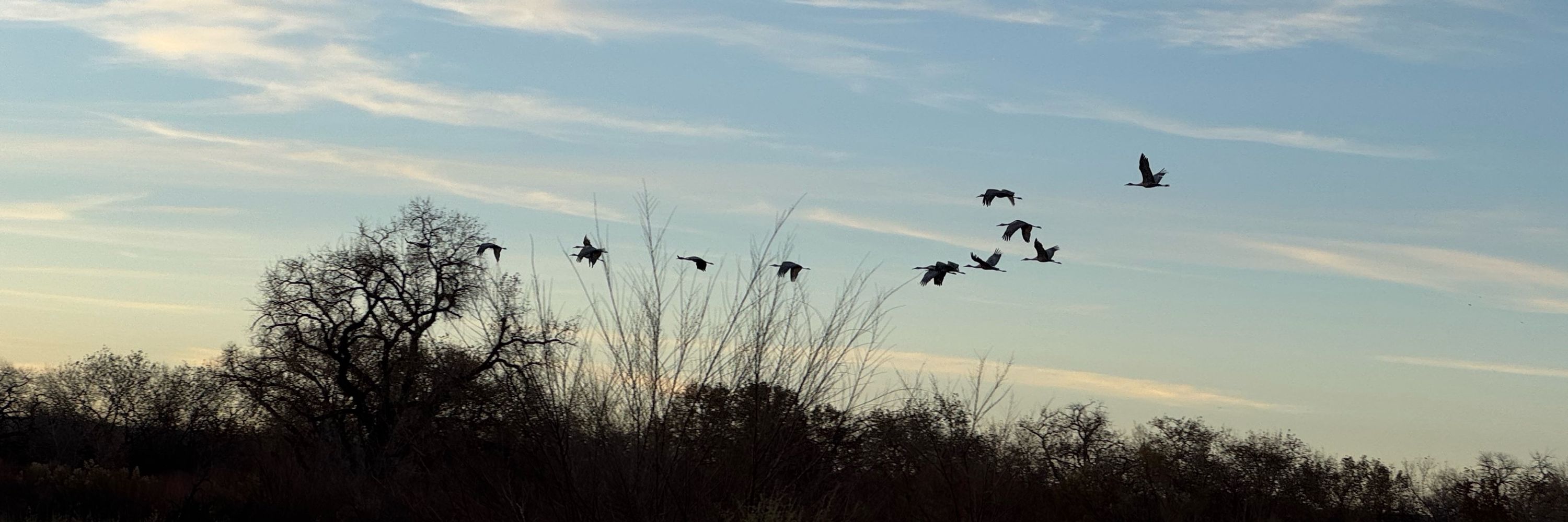 Ladwings