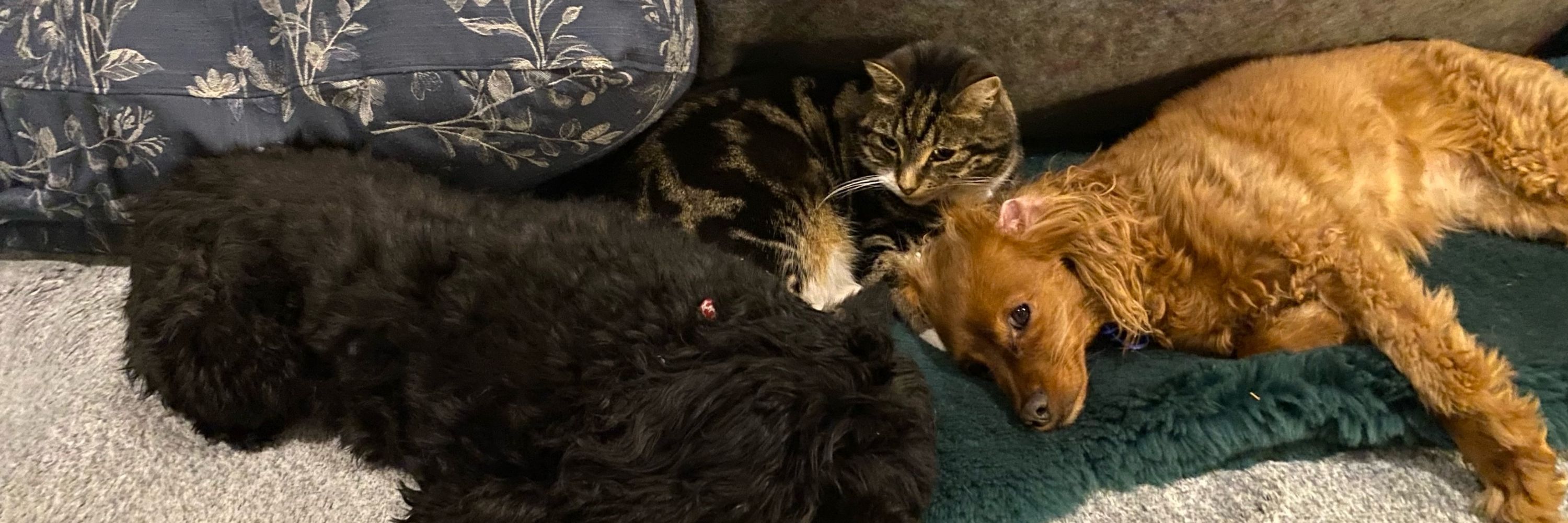 Rosie, Molly and Belle