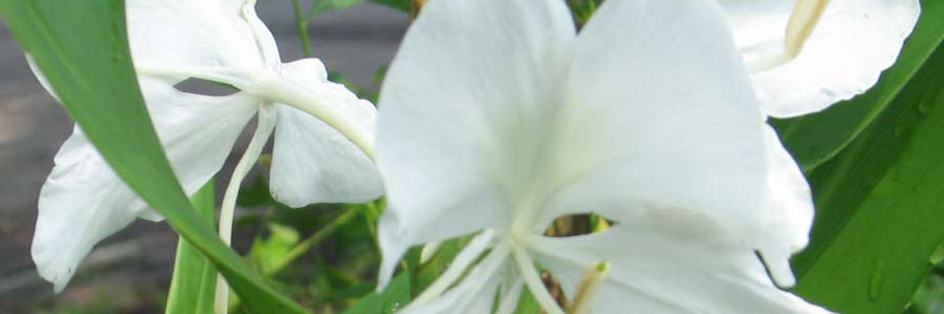 Flora Moon