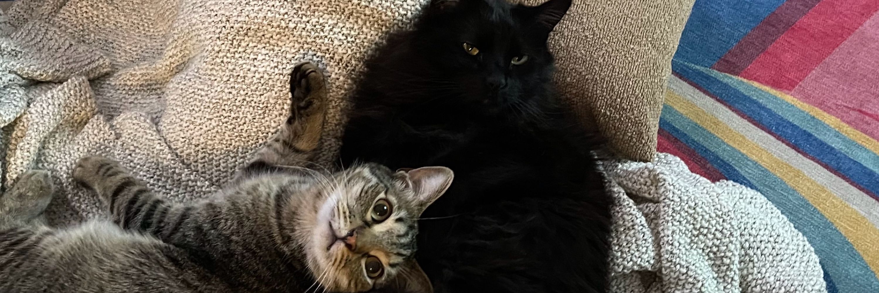3 Cats (and Matt)