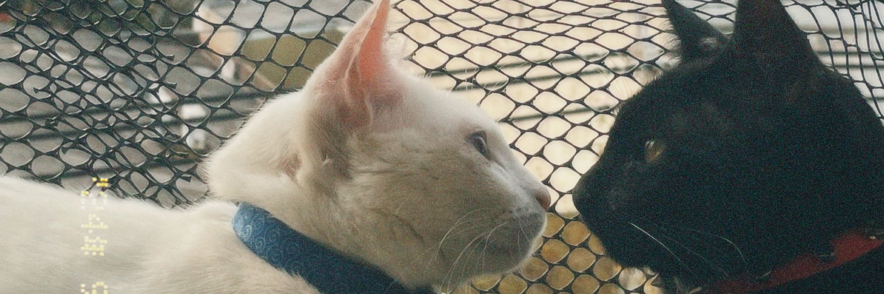 flávia