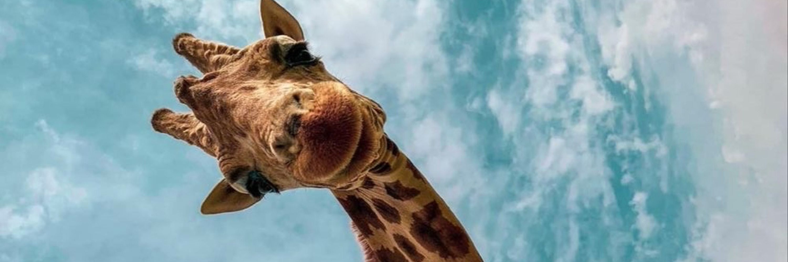 🦒
