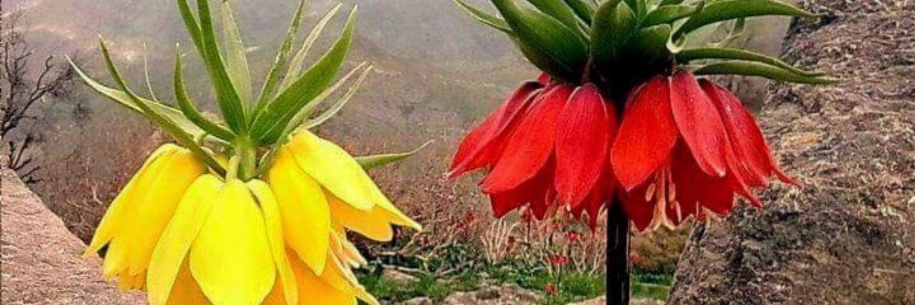 Mîr Zanyar