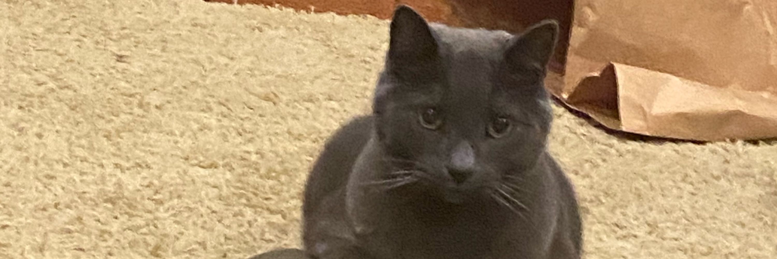 Kirby the Cat