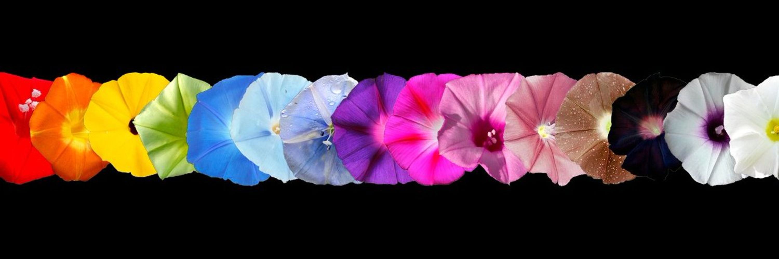 The Convolvulaceae Network