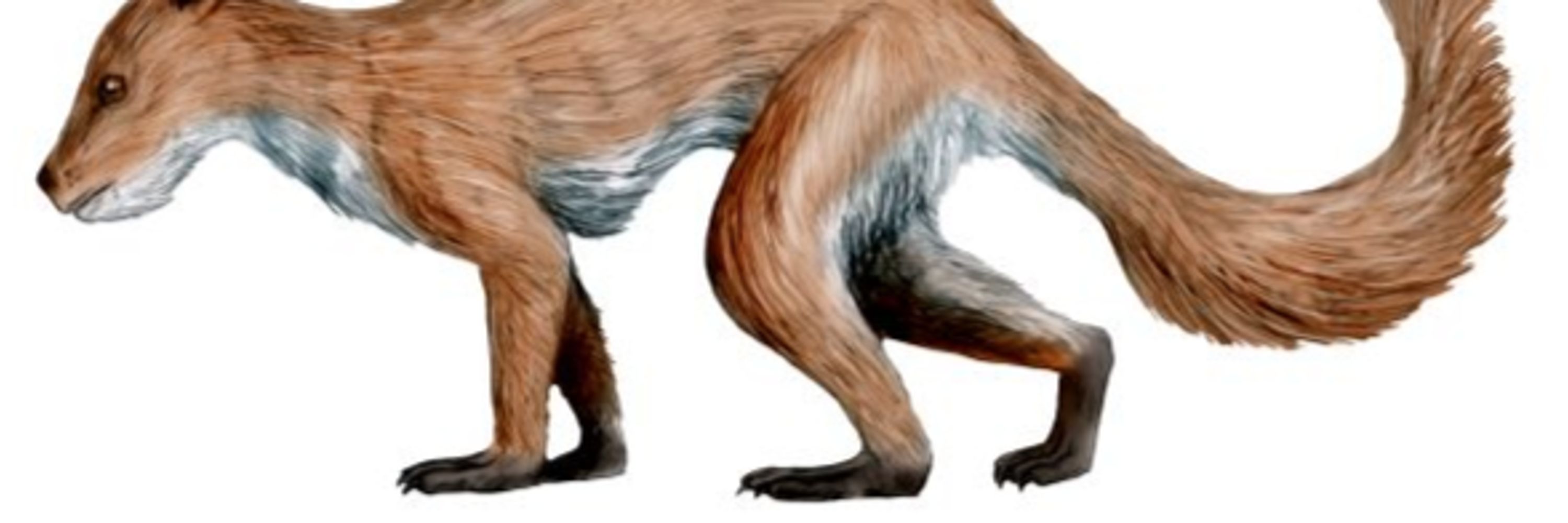 Flonkinius Flinker
