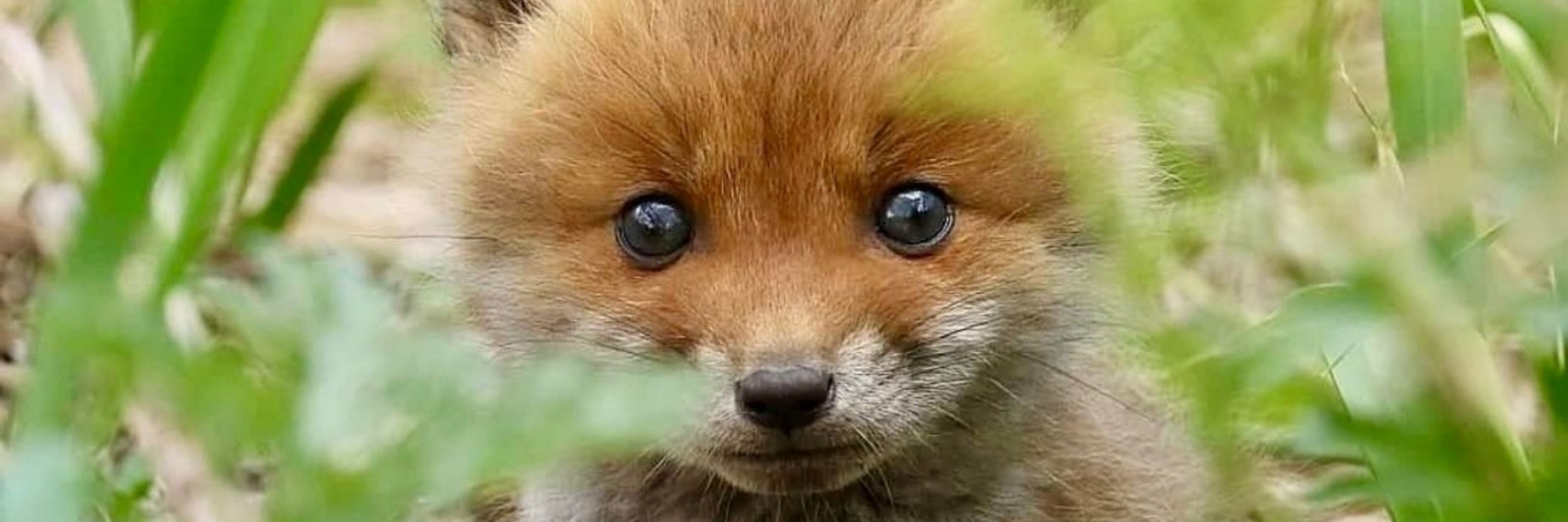 Lady Fox