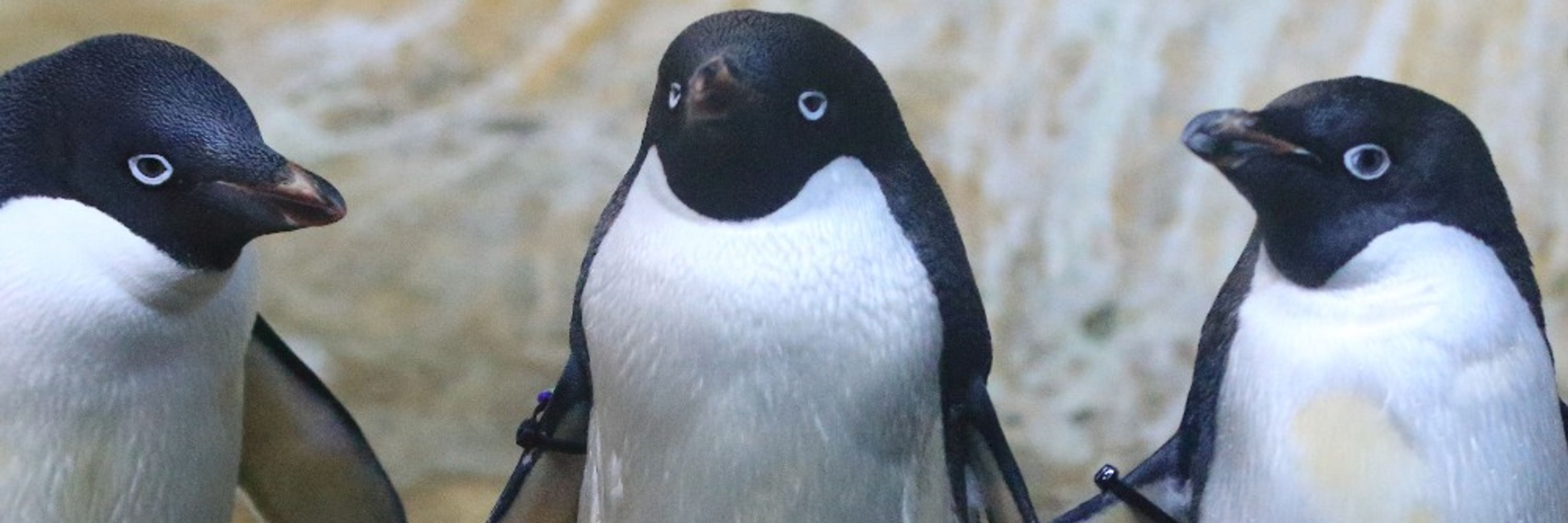 ハル