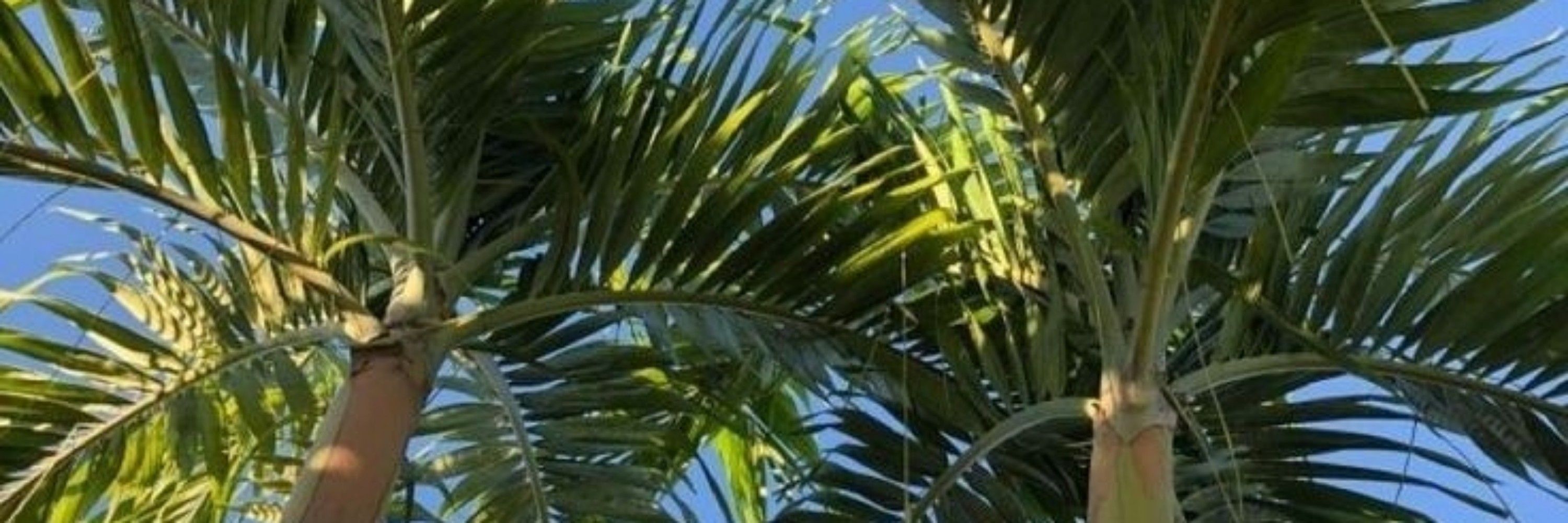 emi