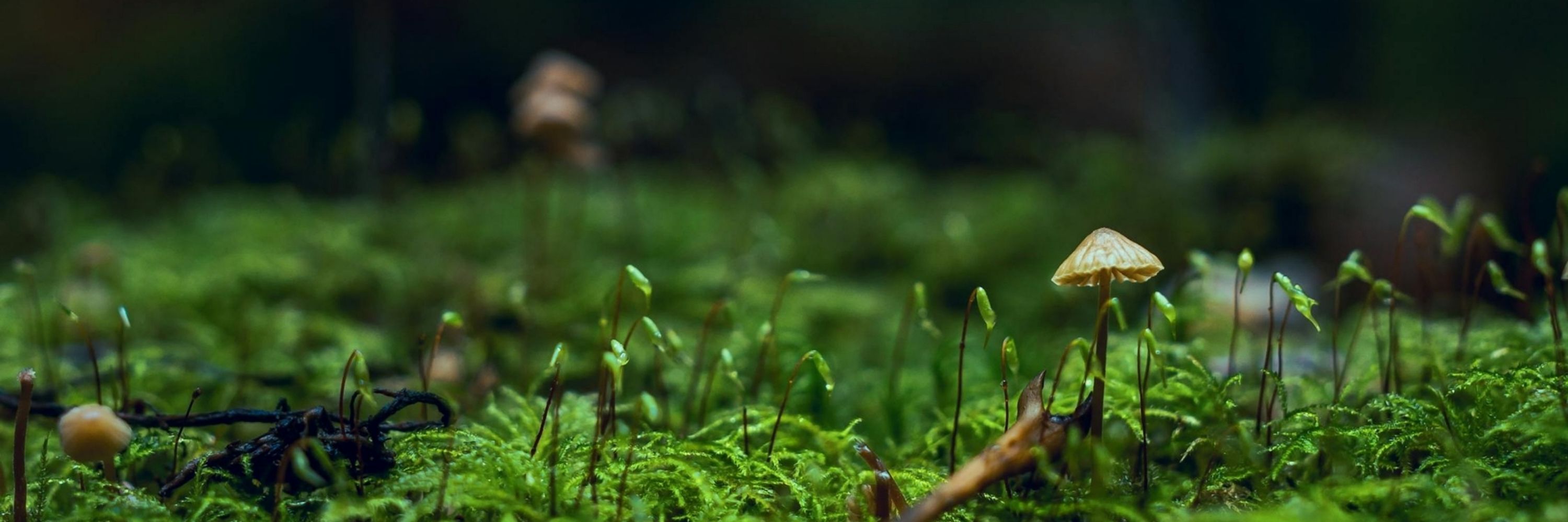 Woodland Magic