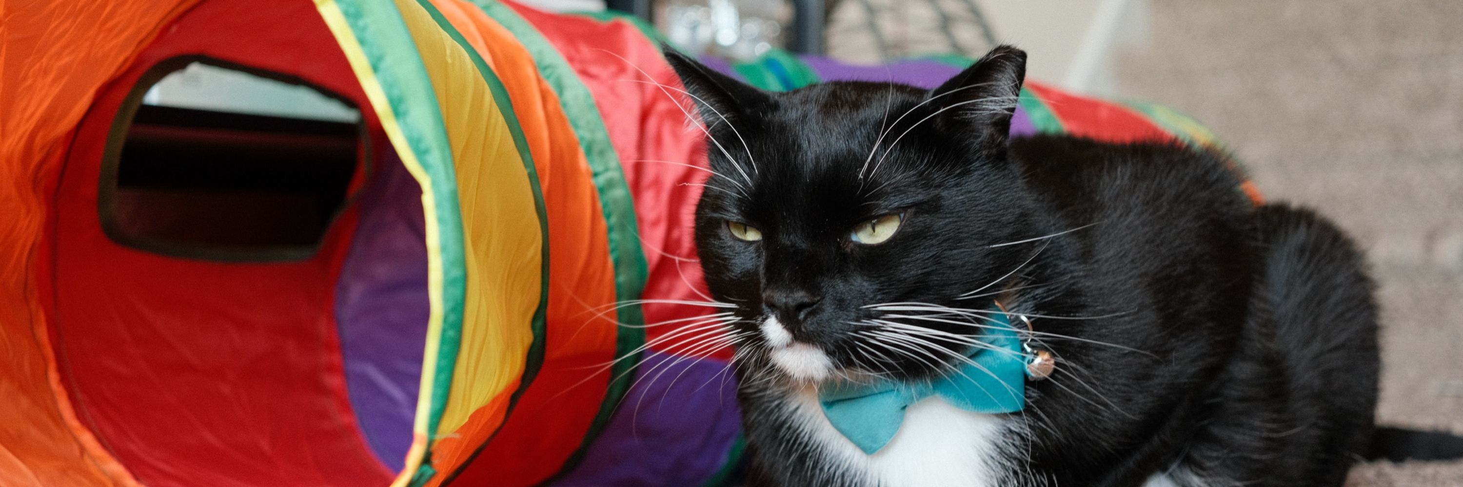 Tux E. Docat
