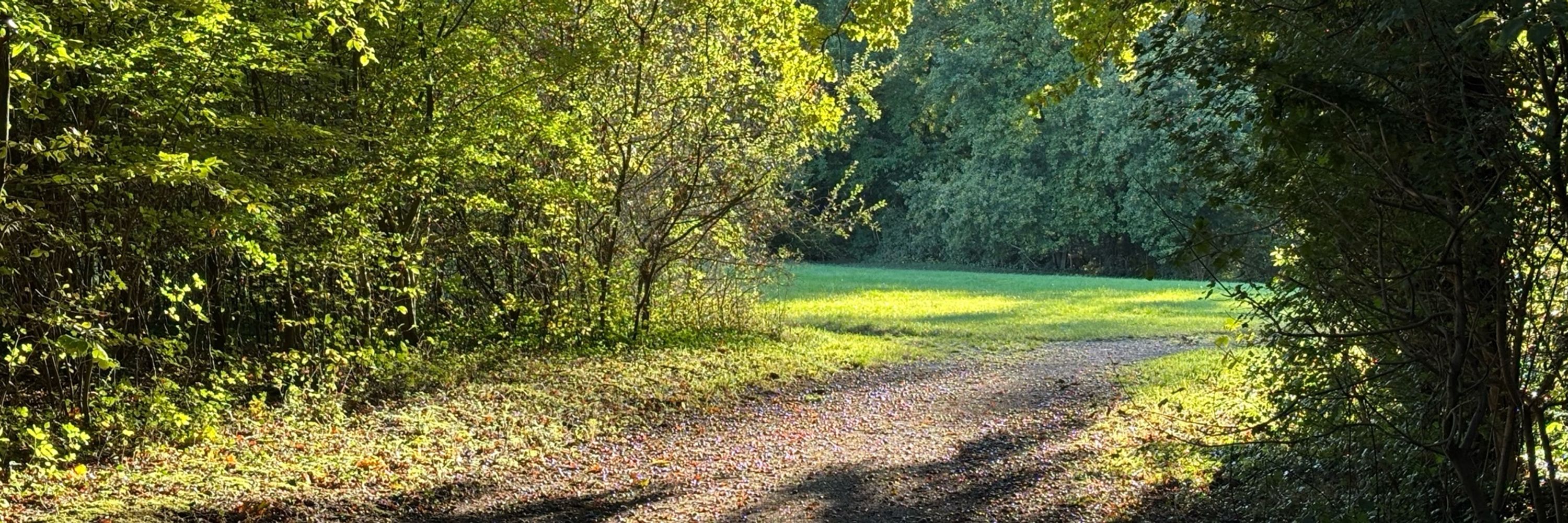 The Slow Runner