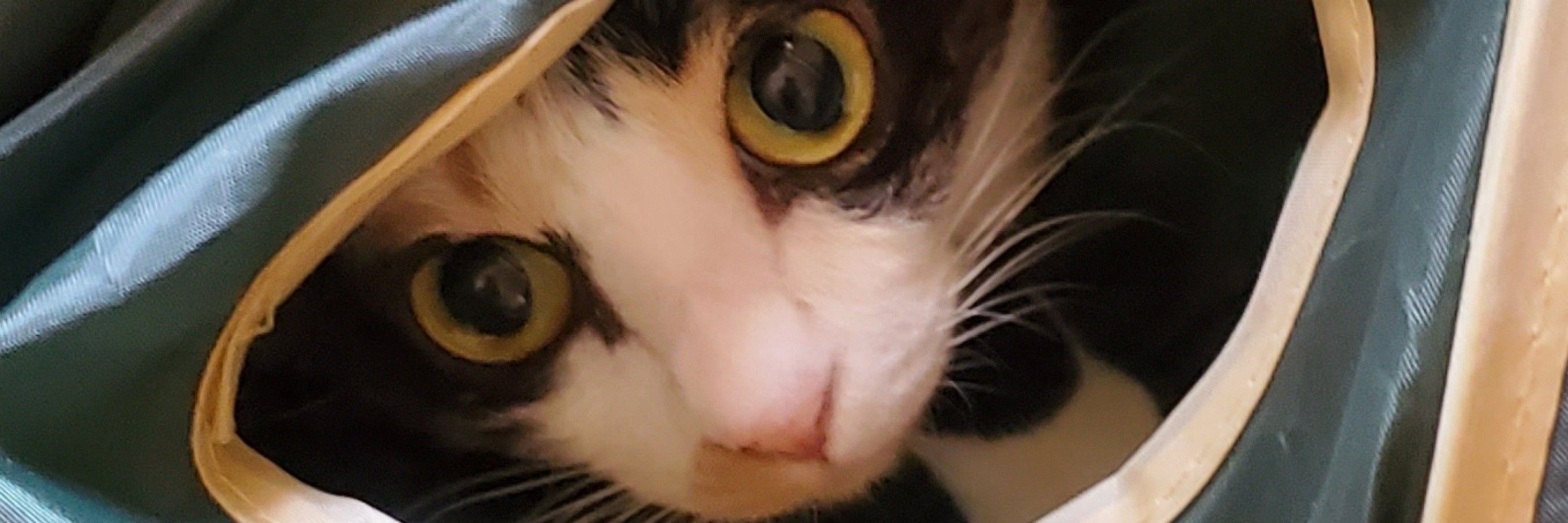 もふこ