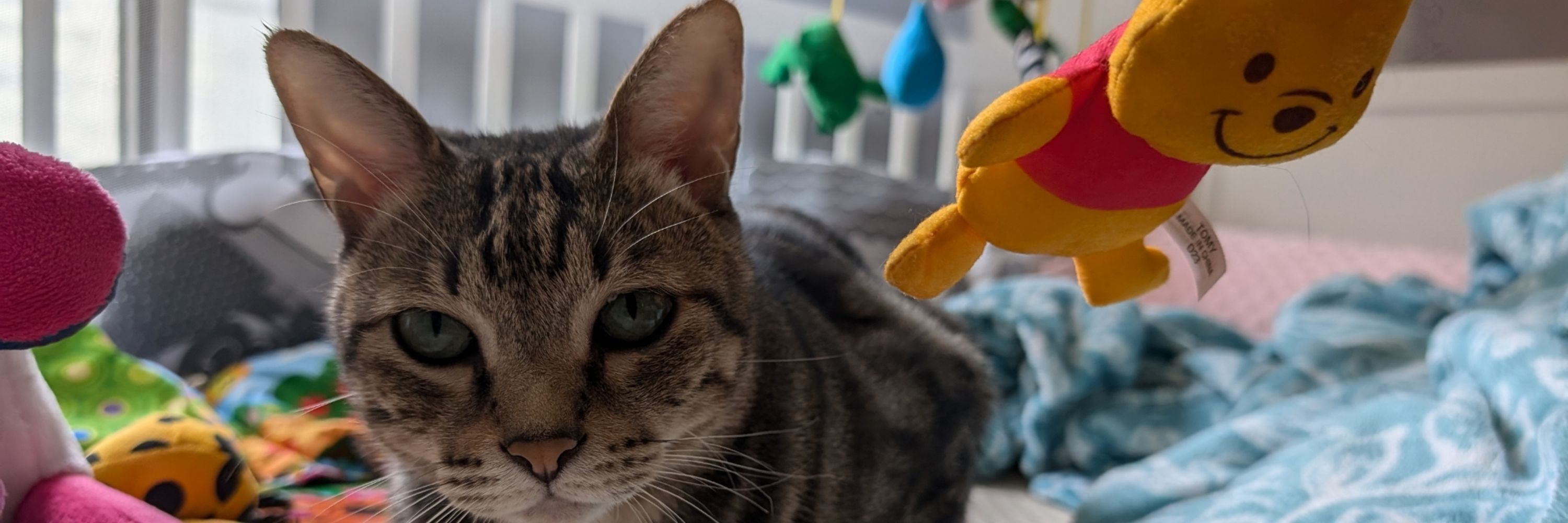 Cat and bear