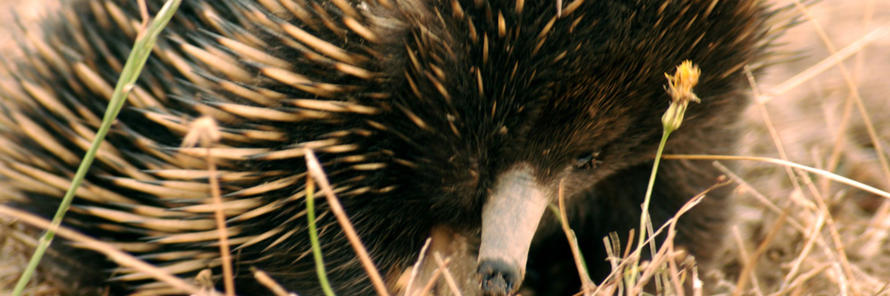 Wildlife Disease Association - Australasian Section