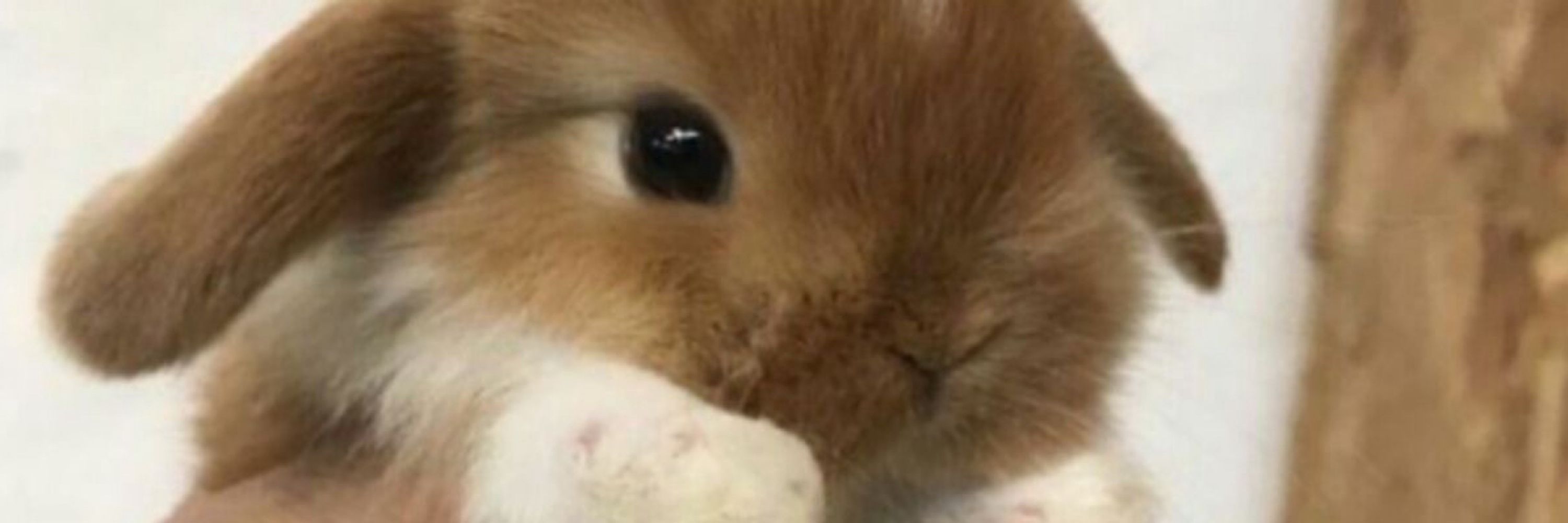 ʙᴜɴɴʏ ᡣ𐭩