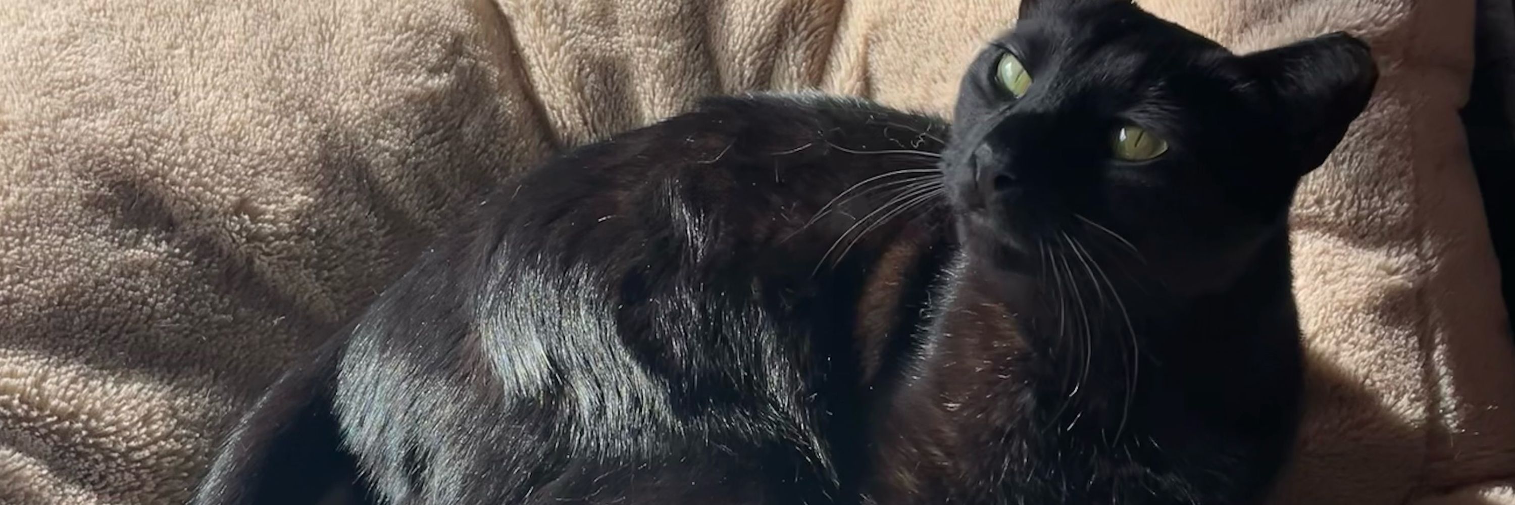 bat