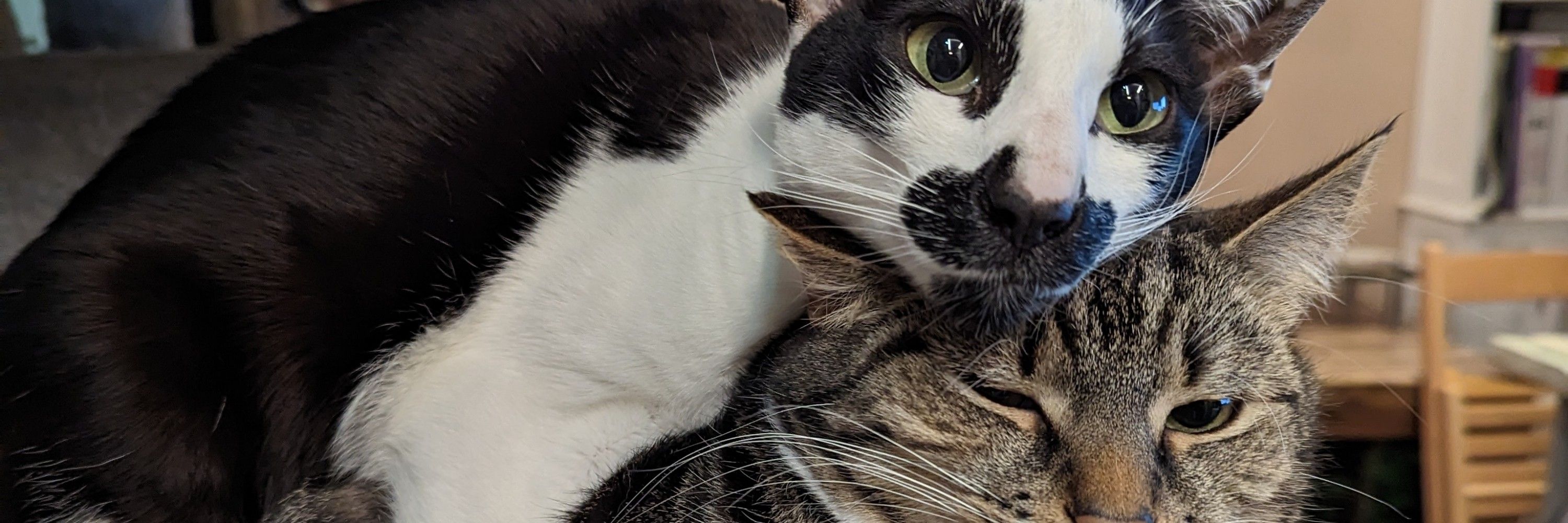 5 cats and their dog
