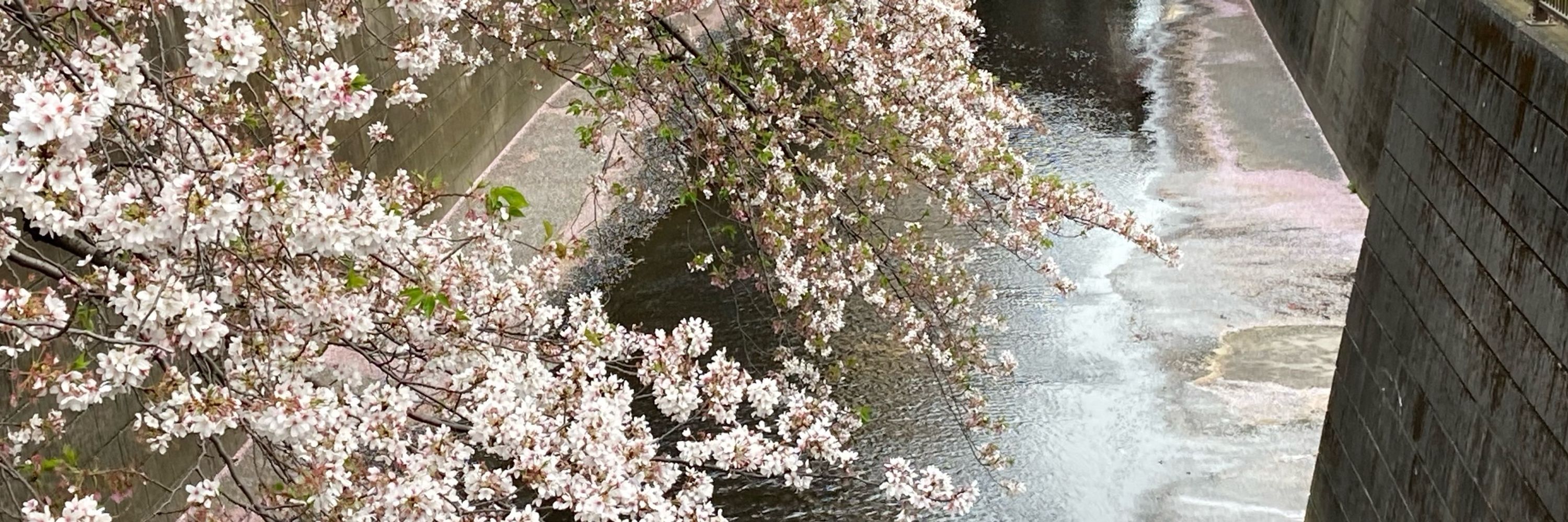 七村祐灯