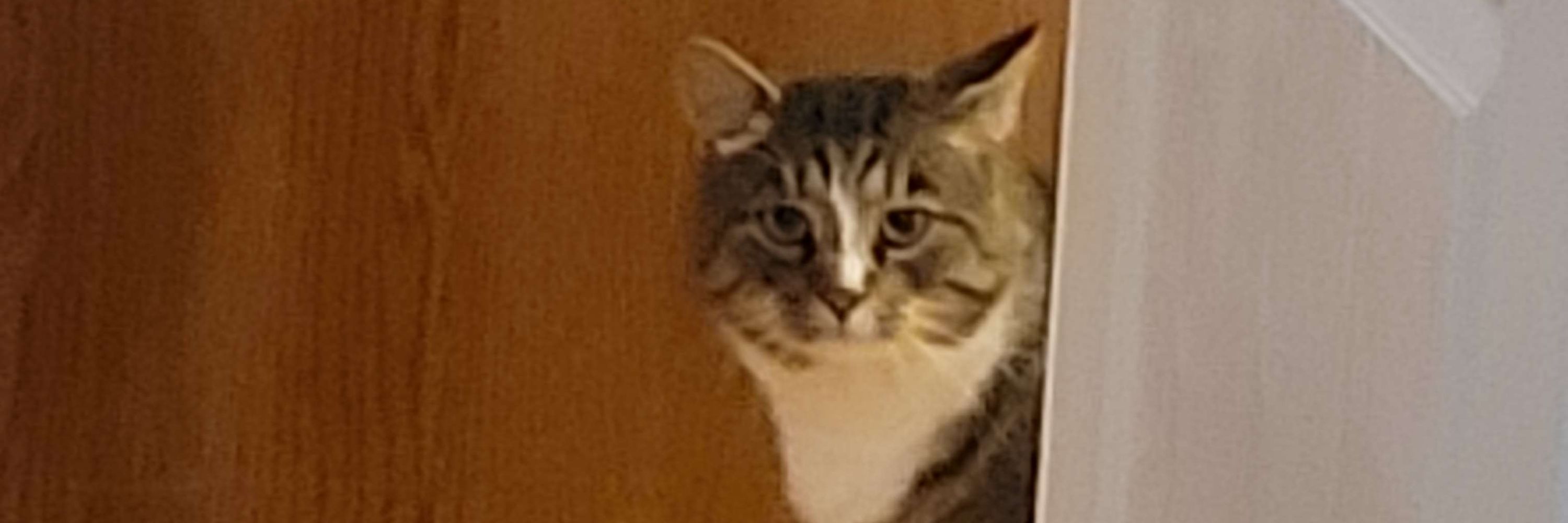 Hugo