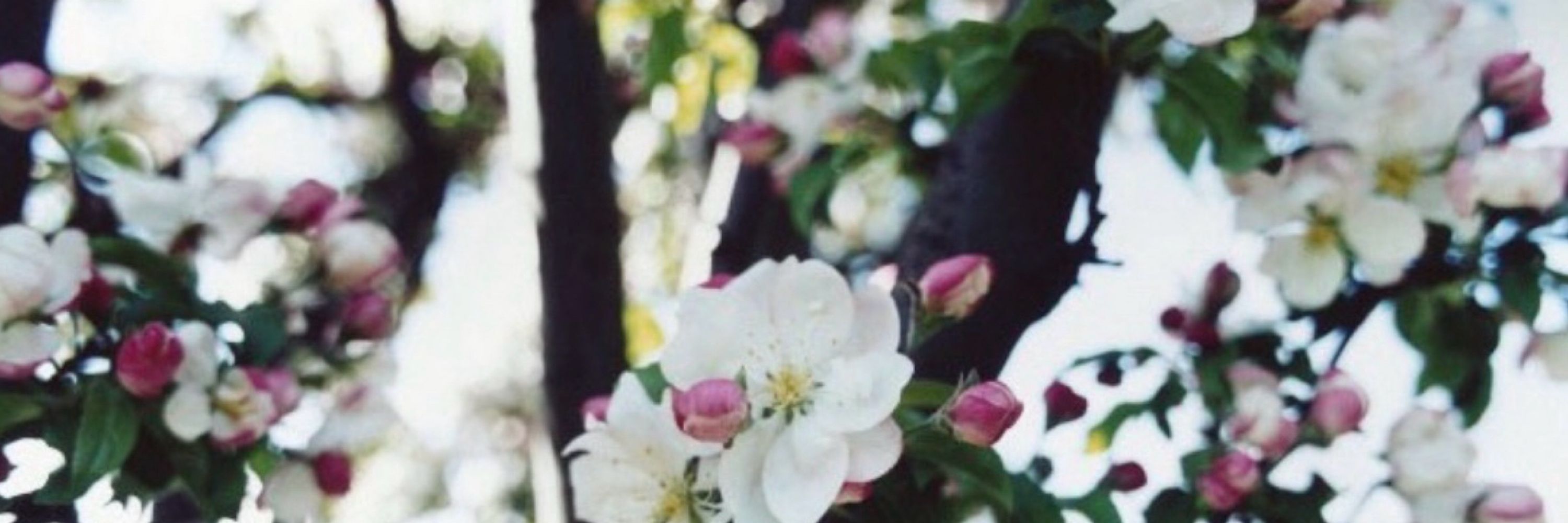 🌸楚々🤍