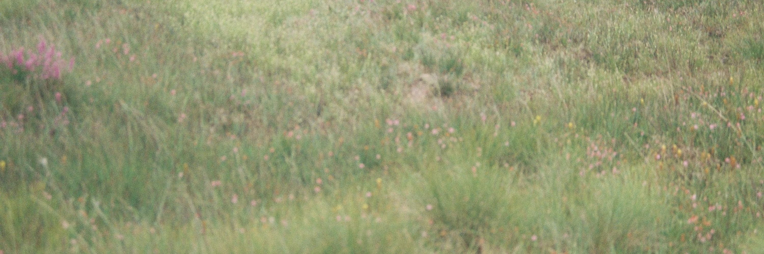 tara