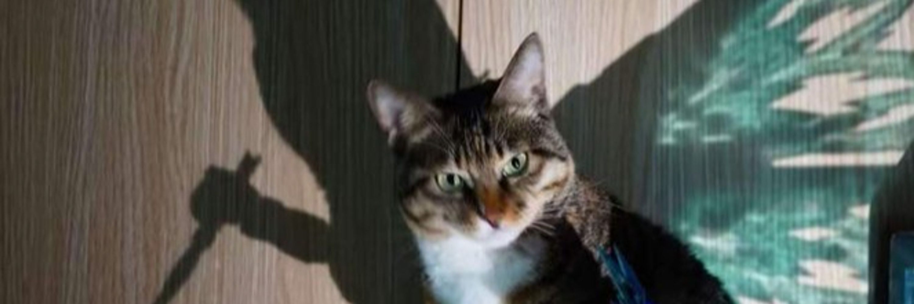 wire cat