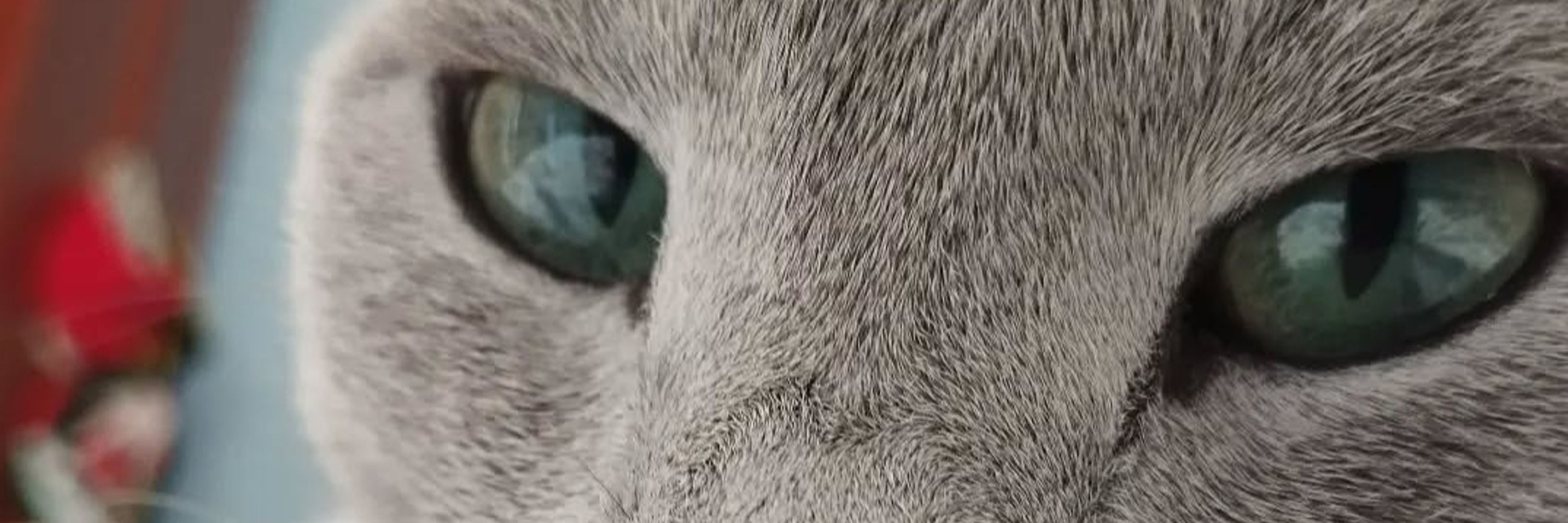 Toni the fat cat