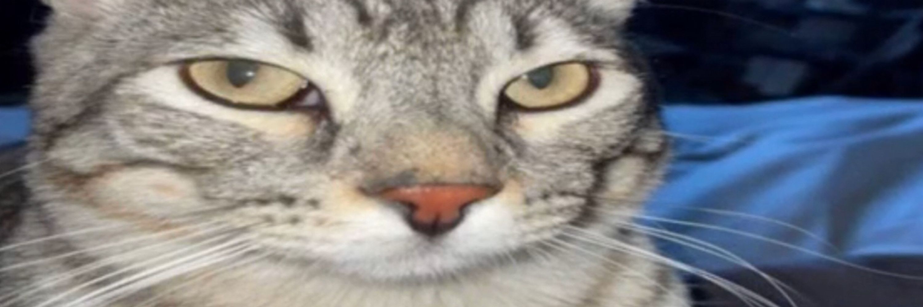 zak