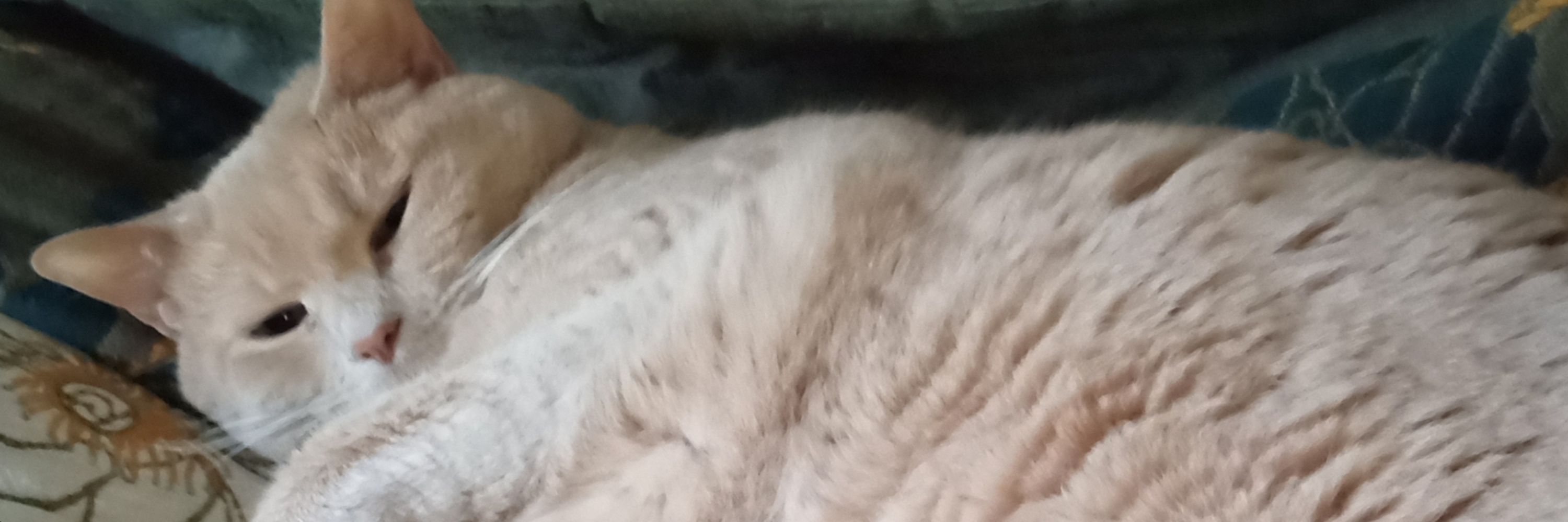 Krashkitty