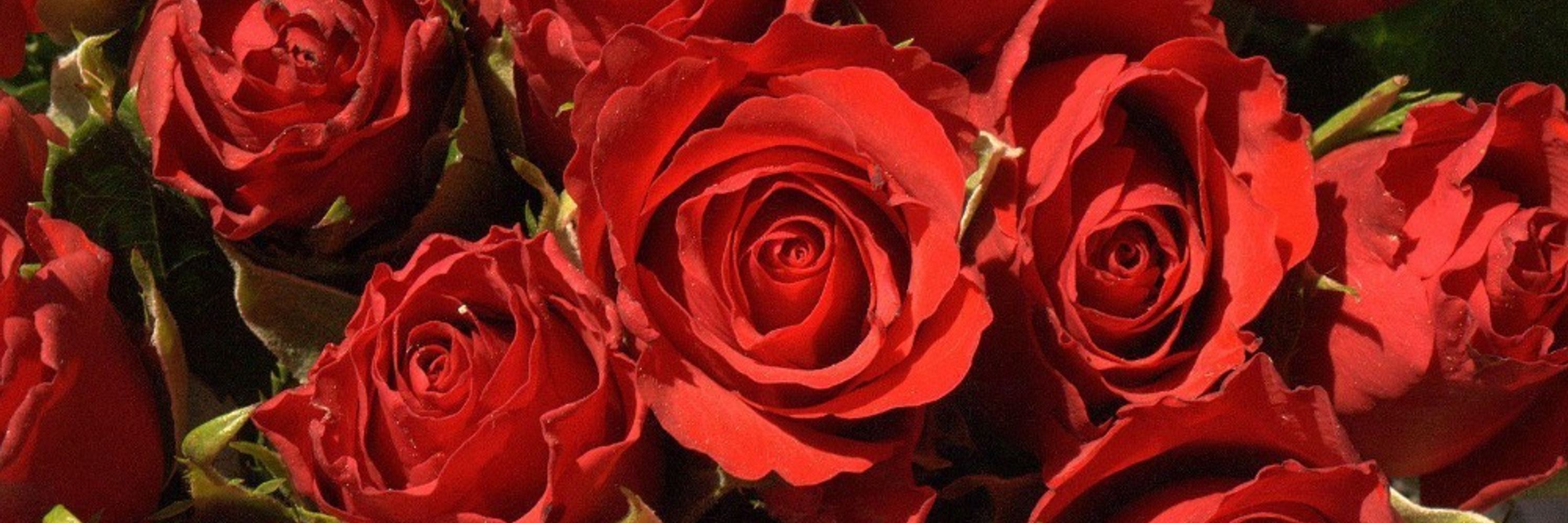 starrosecolors