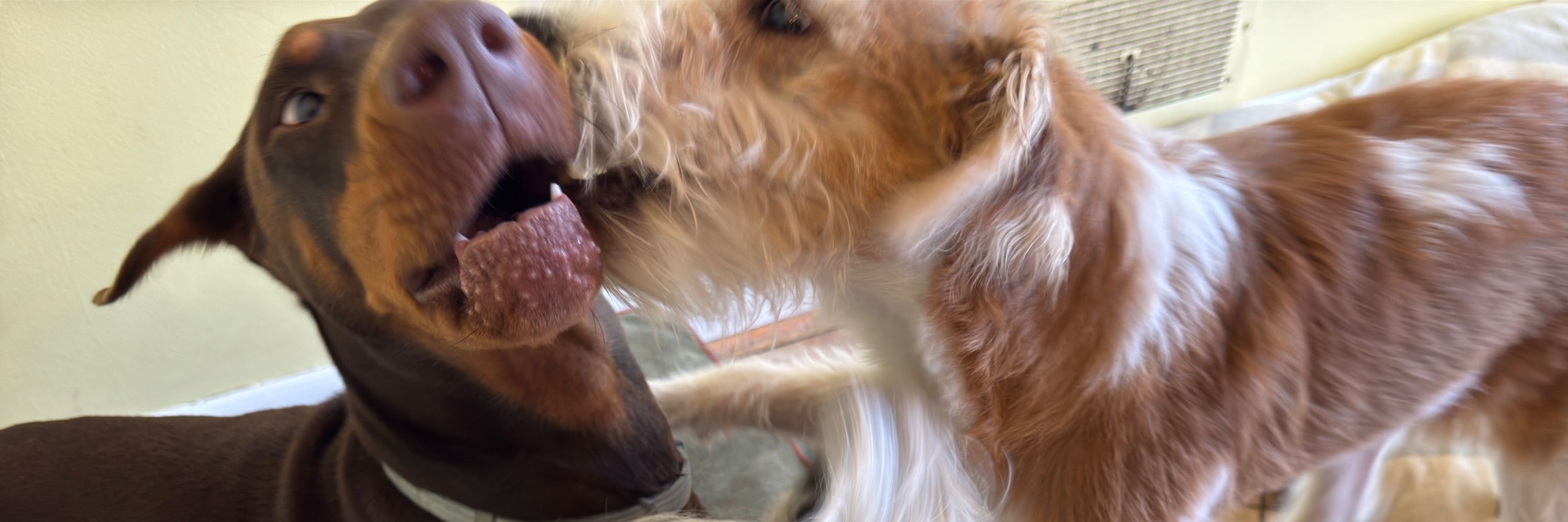 GR8K9S