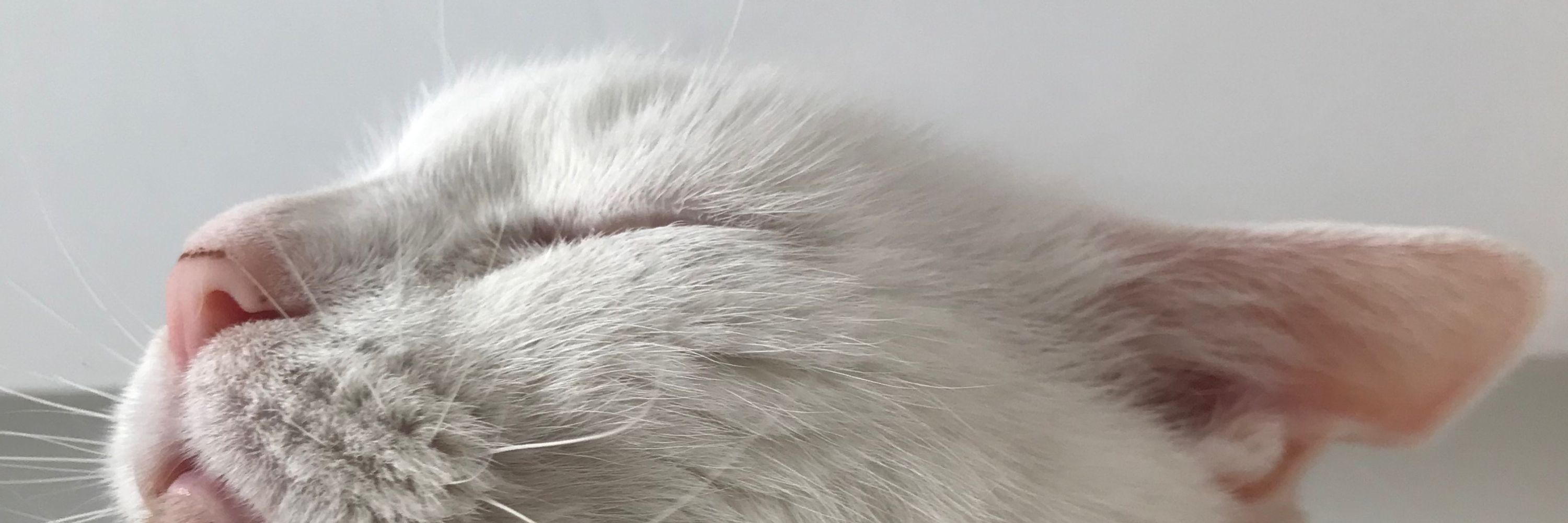 Chalomé