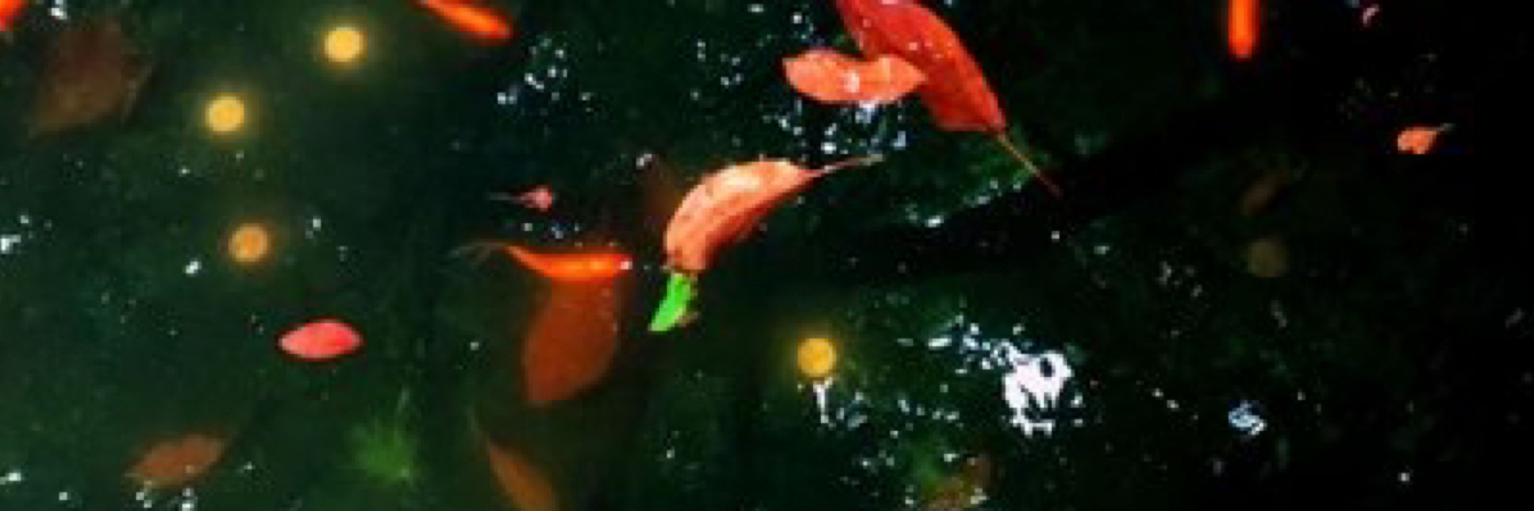 coldplum