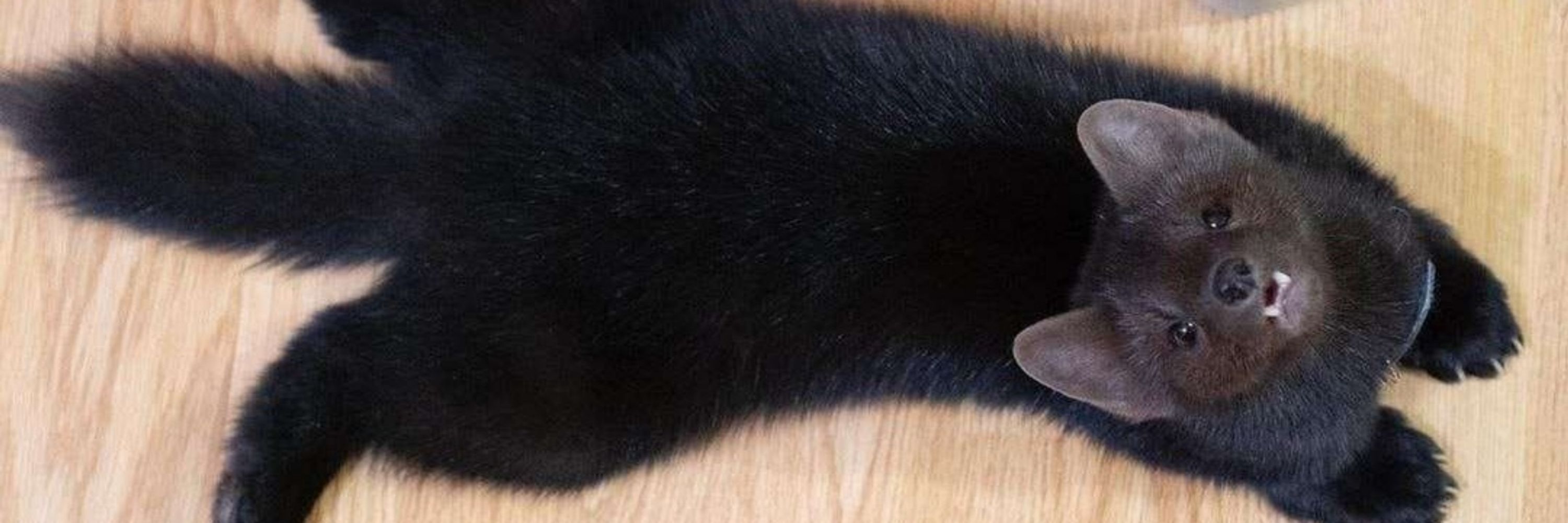 Bryn The Marten ➡️ AC