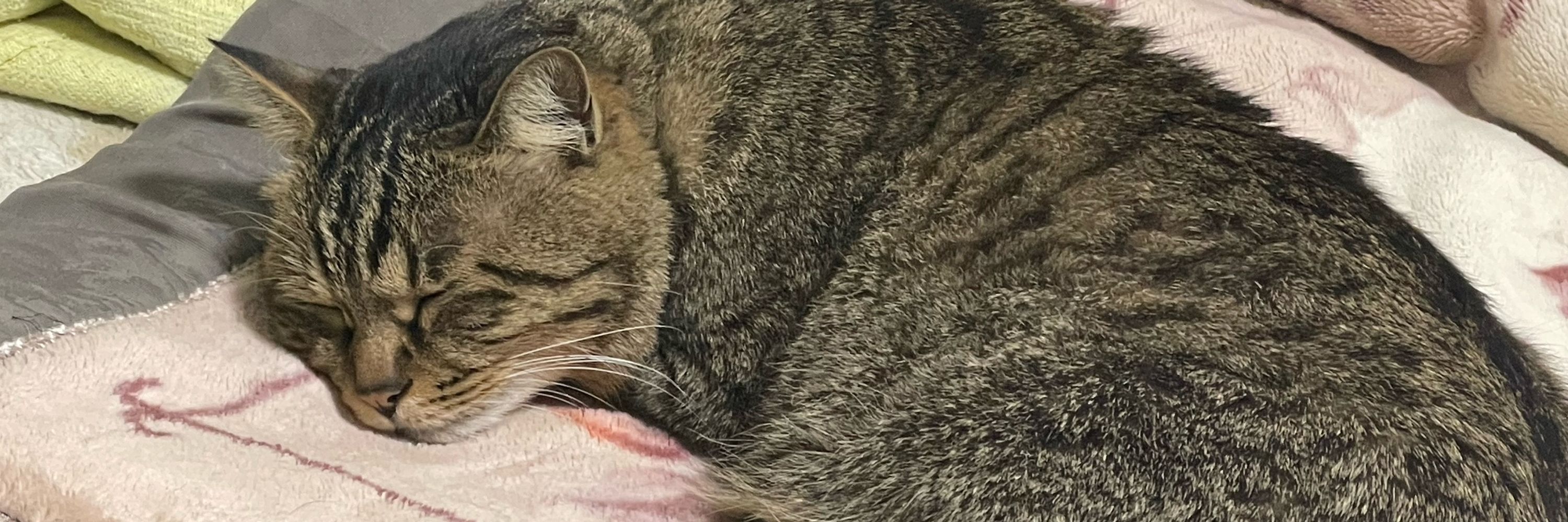 アムット
