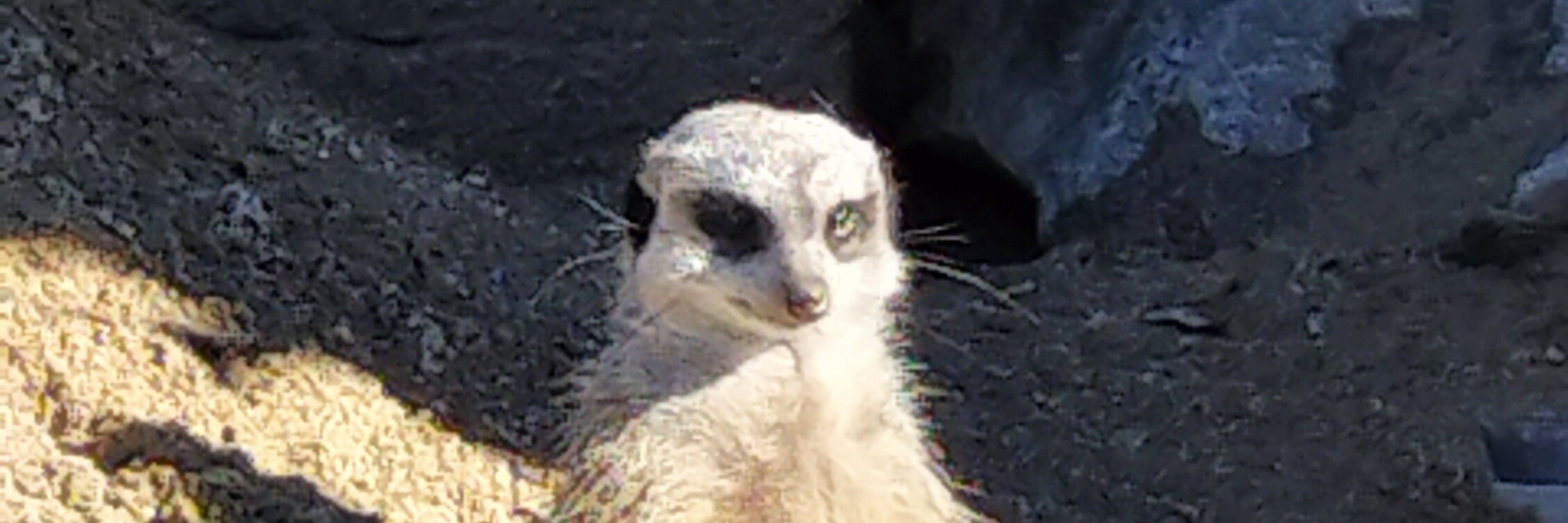 オダギリ