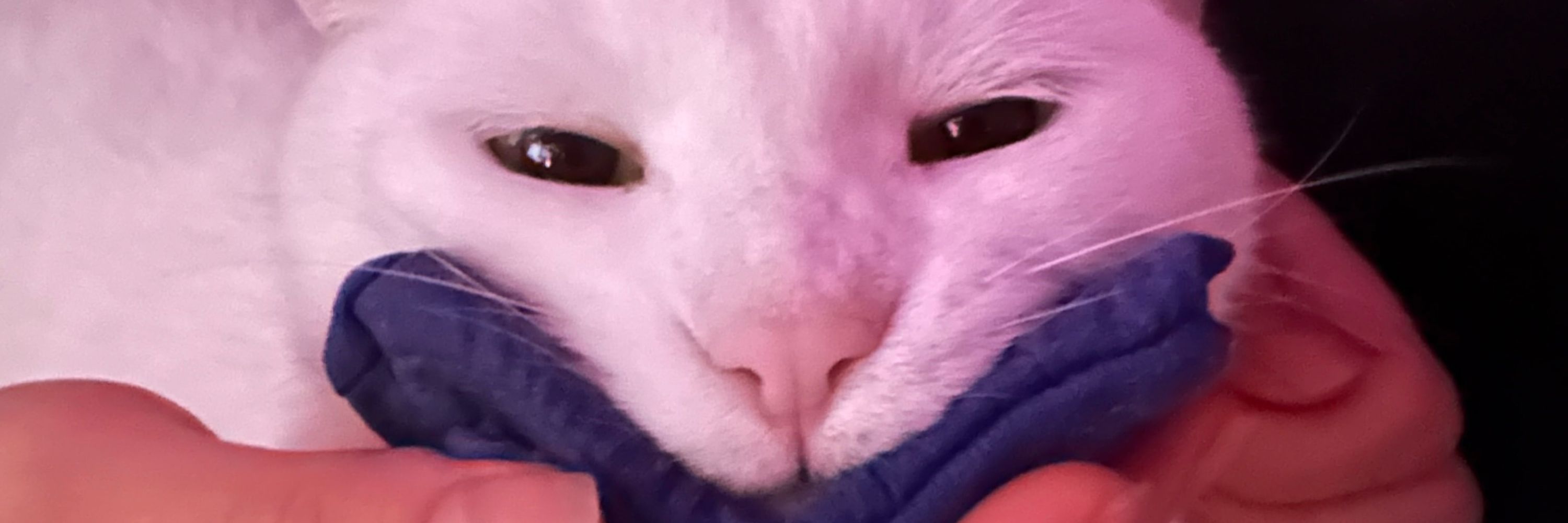bgdvvllr