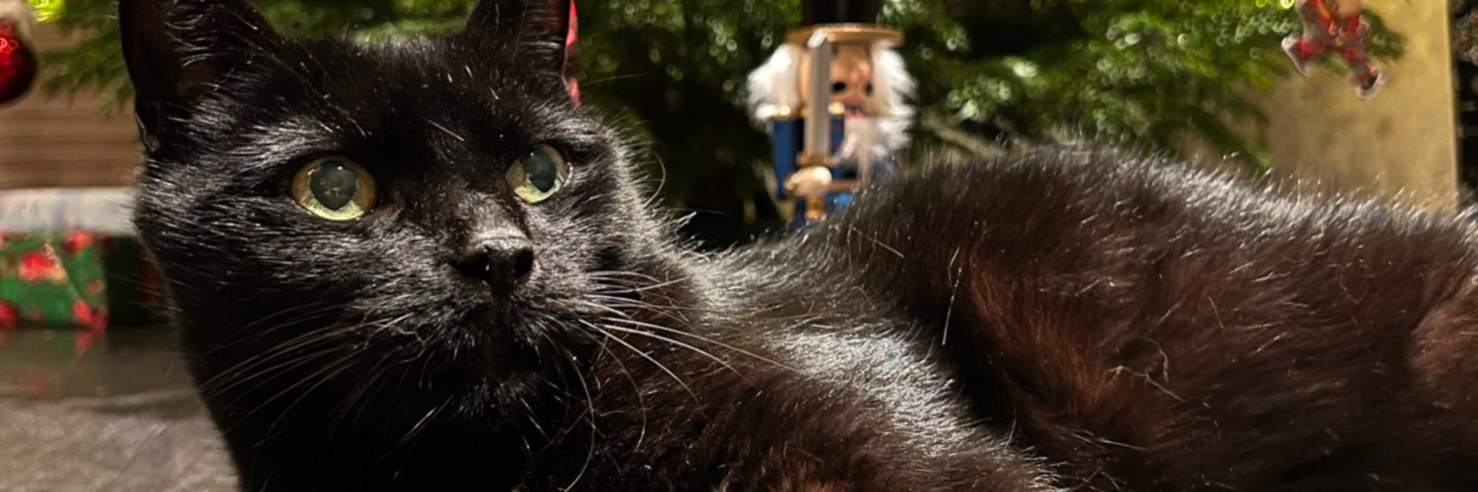 Pépito