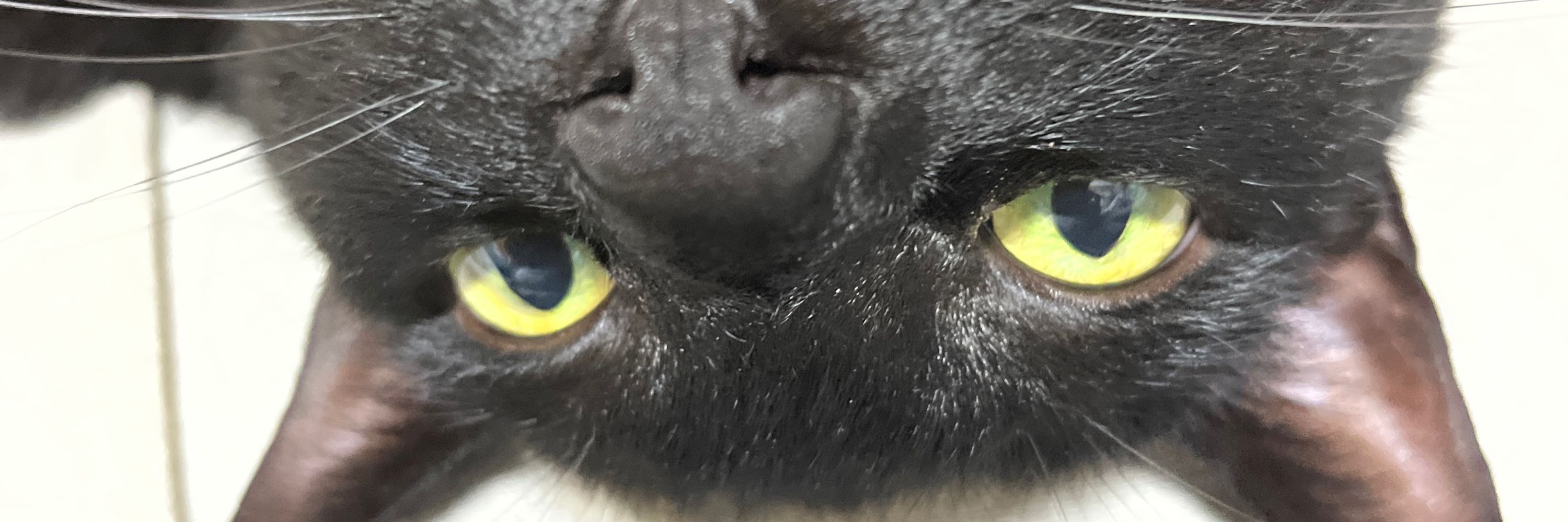 扇子