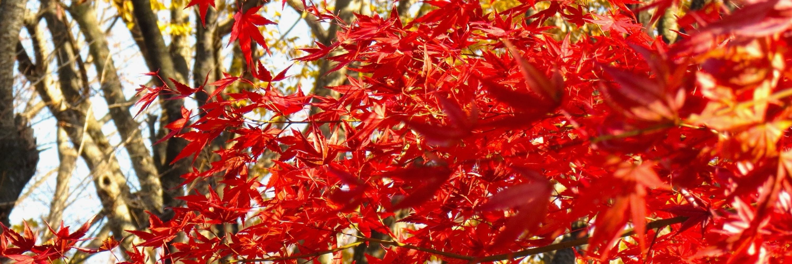 紅葉流.