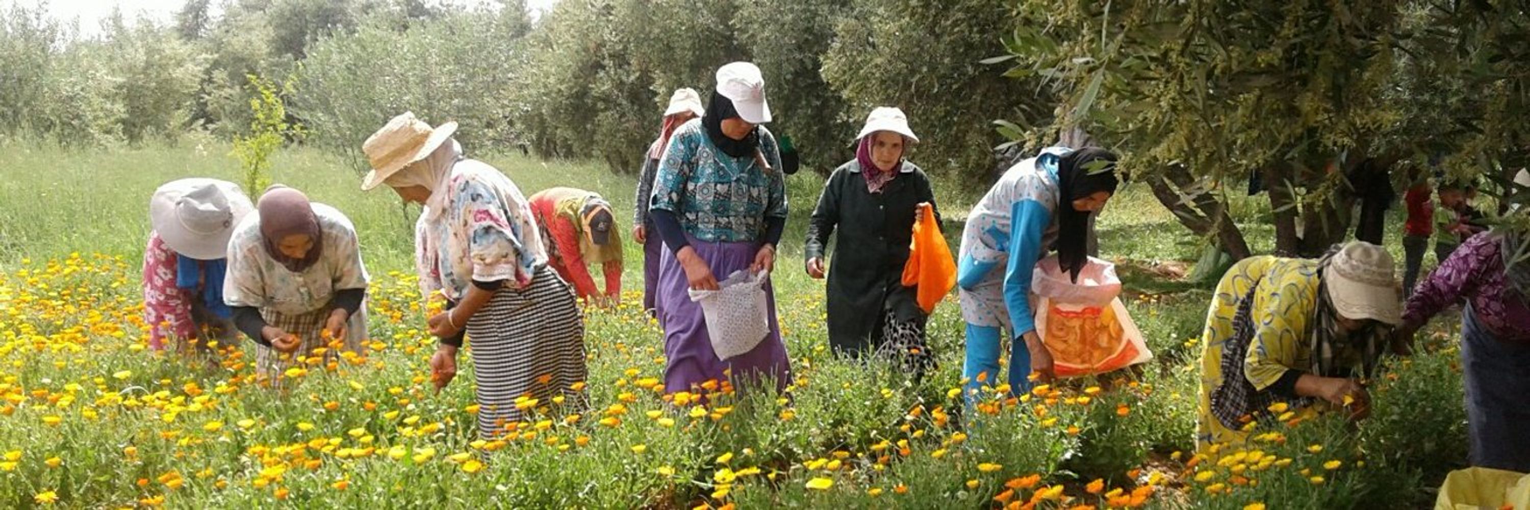 High Atlas Foundation