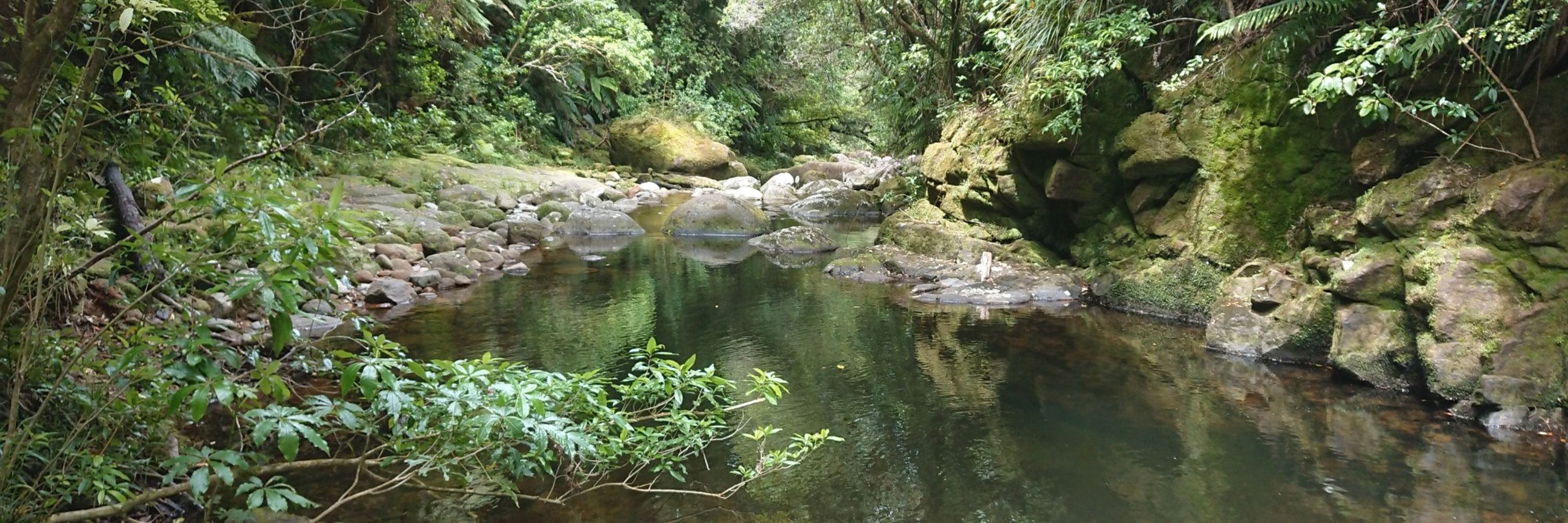 Matene Anaru