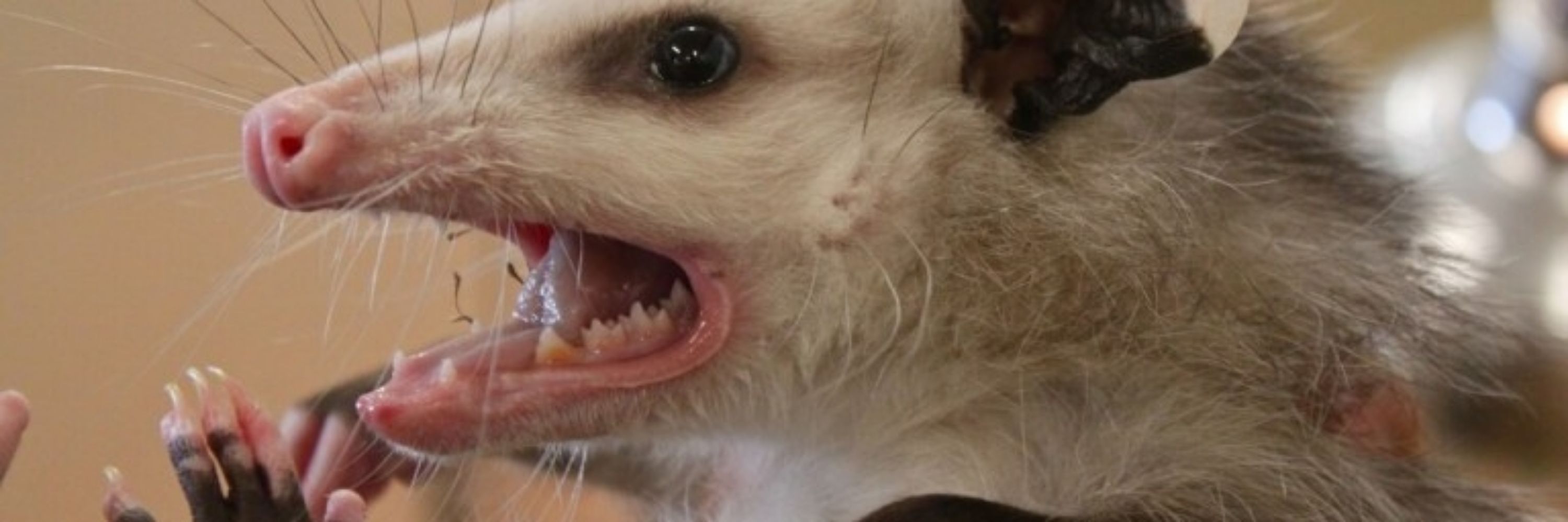 Pep's a possum