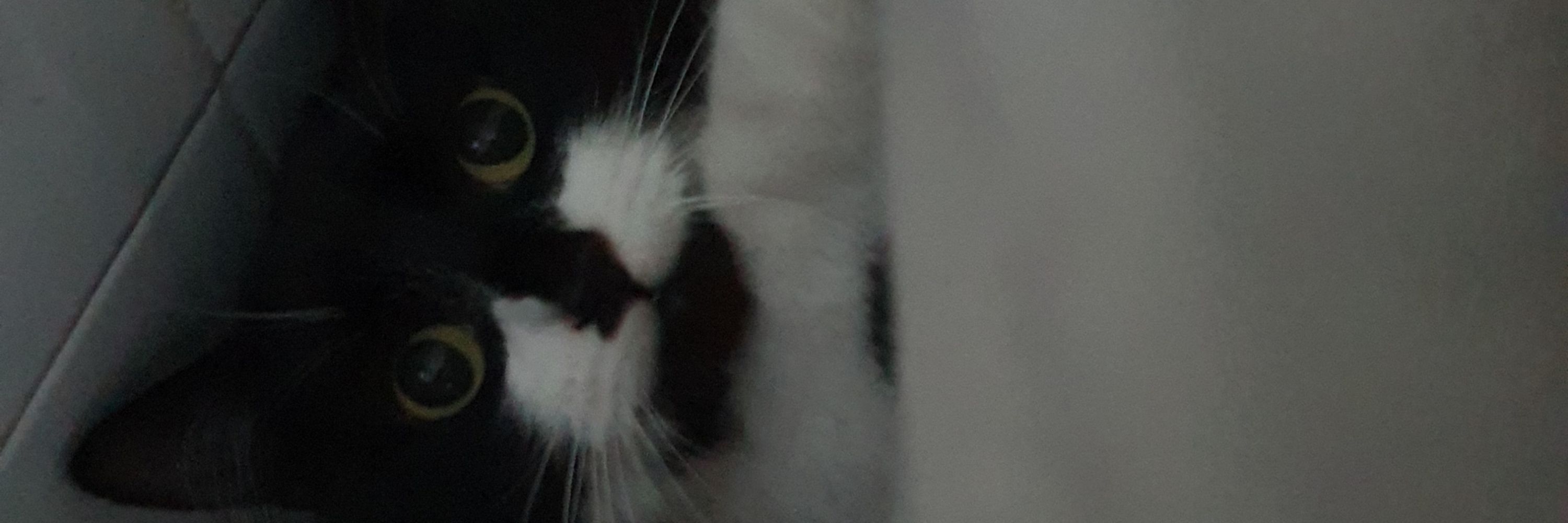 Raz