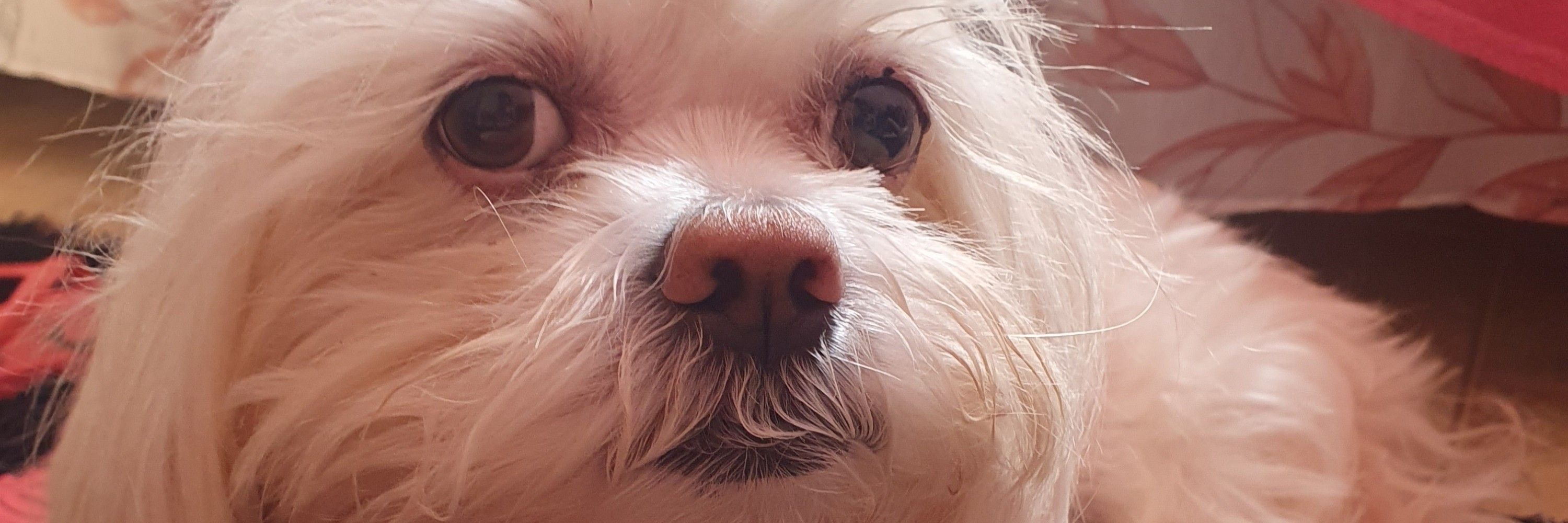 gibao