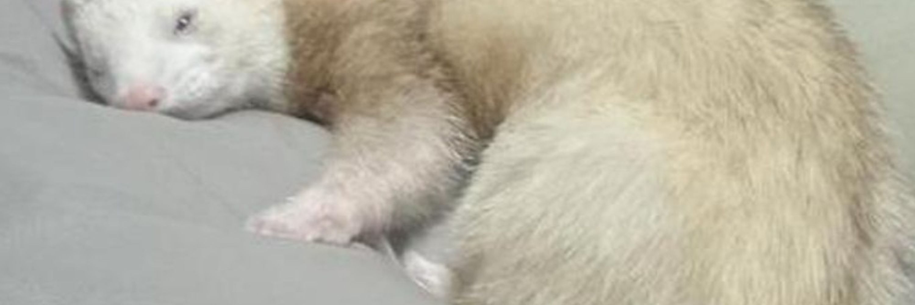 koba