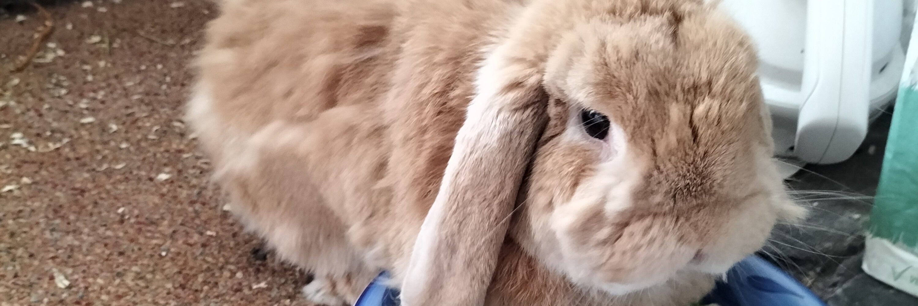 Blufus The Roofus